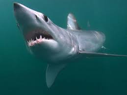 tiburon mako contiburones.com