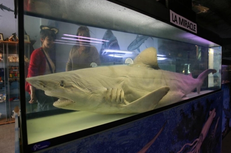 Museos de Tiburones