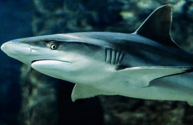 Tiburón Tollo Dentiplano