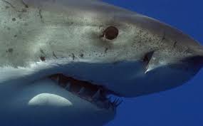 capacidad auditiva d elos tiburones