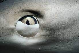 capacidad visual de los tiburones