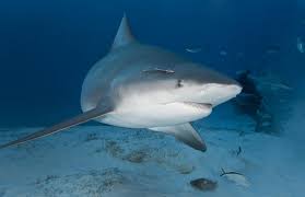 peligro de extincion del tiburon sarda