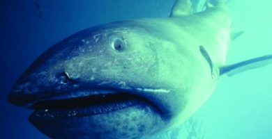 El tiburón boquiancho (Megachasma pelagios)