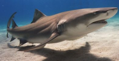 El tiburón galano (Negaprion brevirostris)