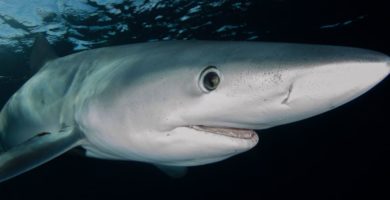 El tiburón mako (Isurus oxyrinchus)