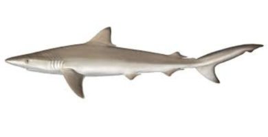 Carcharhinus leuca